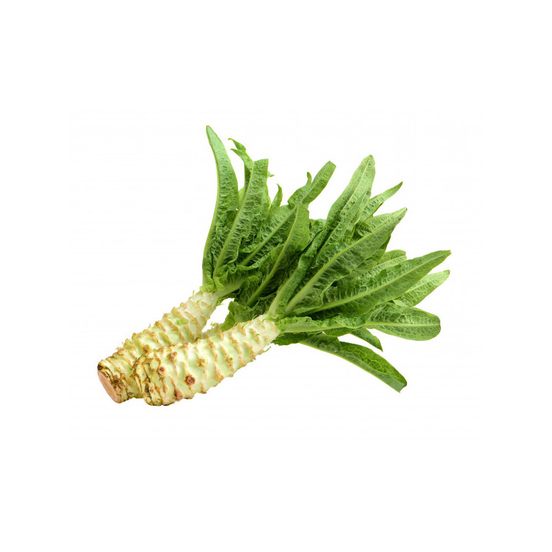 CELTUCE - LAITUE ASPERGE 18KG